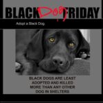 Ron Perlman Instagram - Repost from @labsandfriends • Happy Black Dog Friday!! Here at LAF we love our black dogs! We have so many wonderful black dogs waiting to find their forever homes! Please help us continue to save more amazing black dogs! Please visit our website www.labradorsandfriends.org to see our beautiful black dogs waiting for homes. We will spotlight them all weekend. Thank you to everyone who sees the beauty in black dogs! We know just how special they are! www.labradorsandfriends.org