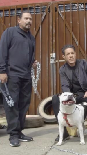 Ron Perlman Instagram - Repost from @theorossi
•
DOGS are FAMily!
My BrOtha for LIFE @emiliorivera48 and I joined @peta to remind everyone that kindness is true strength.
💯 Always keep DOGS indoors and love them unconditionally 🐶
WE appreciate YOU.
.
#NoMoreCHAINS
#FAMilyFIRST
#ReaperCREW