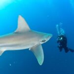 Ronni Hawk Instagram – We had a fabulous day with the sharks 🦈 Thank you @ronnihawk for joining our Force-E group for some dives on @gung_ho_divers 📸 by @momentsintimephoto_underwater #sharks #sharkdiving #southflorida #scubalife