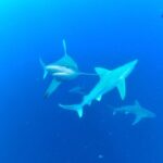 Ronni Hawk Instagram – We had a fabulous day with the sharks 🦈 Thank you @ronnihawk for joining our Force-E group for some dives on @gung_ho_divers 📸 by @momentsintimephoto_underwater #sharks #sharkdiving #southflorida #scubalife