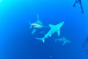 Ronni Hawk Instagram - We had a fabulous day with the sharks 🦈 Thank you @ronnihawk for joining our Force-E group for some dives on @gung_ho_divers 📸 by @momentsintimephoto_underwater #sharks #sharkdiving #southflorida #scubalife