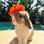 Ronni Hawk Instagram - Meet Daisy🧡 @sunshinebuns Made the process of finding my sweet girl so easy and fun! Even the transportation aspect to get Daisy to me was easy! Anytime I had a question they were more than happy to help! Couldn’t be happier with her! Thank you #sunshinebuns #bunnybreeder #hollandlop