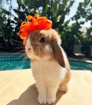 Ronni Hawk Instagram - Meet Daisy🧡 @sunshinebuns Made the process of finding my sweet girl so easy and fun! Even the transportation aspect to get Daisy to me was easy! Anytime I had a question they were more than happy to help! Couldn’t be happier with her! Thank you #sunshinebuns #bunnybreeder #hollandlop