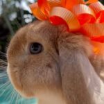 Ronni Hawk Instagram - Meet Daisy🧡 @sunshinebuns Made the process of finding my sweet girl so easy and fun! Even the transportation aspect to get Daisy to me was easy! Anytime I had a question they were more than happy to help! Couldn’t be happier with her! Thank you #sunshinebuns #bunnybreeder #hollandlop