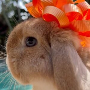 Ronni Hawk Instagram - Meet Daisy🧡 @sunshinebuns Made the process of finding my sweet girl so easy and fun! Even the transportation aspect to get Daisy to me was easy! Anytime I had a question they were more than happy to help! Couldn’t be happier with her! Thank you #sunshinebuns #bunnybreeder #hollandlop