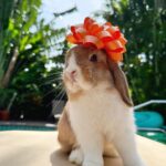 Ronni Hawk Instagram - Meet Daisy🧡 @sunshinebuns Made the process of finding my sweet girl so easy and fun! Even the transportation aspect to get Daisy to me was easy! Anytime I had a question they were more than happy to help! Couldn’t be happier with her! Thank you #sunshinebuns #bunnybreeder #hollandlop