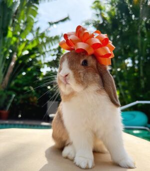 Ronni Hawk Instagram - Meet Daisy🧡 @sunshinebuns Made the process of finding my sweet girl so easy and fun! Even the transportation aspect to get Daisy to me was easy! Anytime I had a question they were more than happy to help! Couldn’t be happier with her! Thank you #sunshinebuns #bunnybreeder #hollandlop