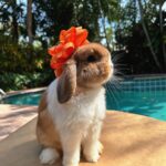 Ronni Hawk Instagram - Meet Daisy🧡 @sunshinebuns Made the process of finding my sweet girl so easy and fun! Even the transportation aspect to get Daisy to me was easy! Anytime I had a question they were more than happy to help! Couldn’t be happier with her! Thank you #sunshinebuns #bunnybreeder #hollandlop