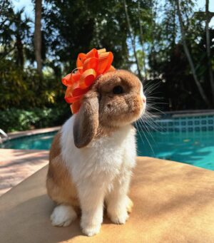Ronni Hawk Instagram - Meet Daisy🧡 @sunshinebuns Made the process of finding my sweet girl so easy and fun! Even the transportation aspect to get Daisy to me was easy! Anytime I had a question they were more than happy to help! Couldn’t be happier with her! Thank you #sunshinebuns #bunnybreeder #hollandlop