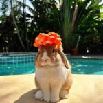 Ronni Hawk Instagram - Meet Daisy🧡 @sunshinebuns Made the process of finding my sweet girl so easy and fun! Even the transportation aspect to get Daisy to me was easy! Anytime I had a question they were more than happy to help! Couldn’t be happier with her! Thank you #sunshinebuns #bunnybreeder #hollandlop