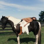 Ronni Hawk Instagram – @aleshina.ph @alina_bondarevska @anna_kstyle @polina.with.camera @4gs_equestrian #horsegirl #barnlife #photoshootideas