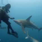 Ronni Hawk Instagram – Feeling so blessed that I was able to experience my first shark dive with @diveforcee Observing sharks in their natural habitat, was unforgettable🦈🩵