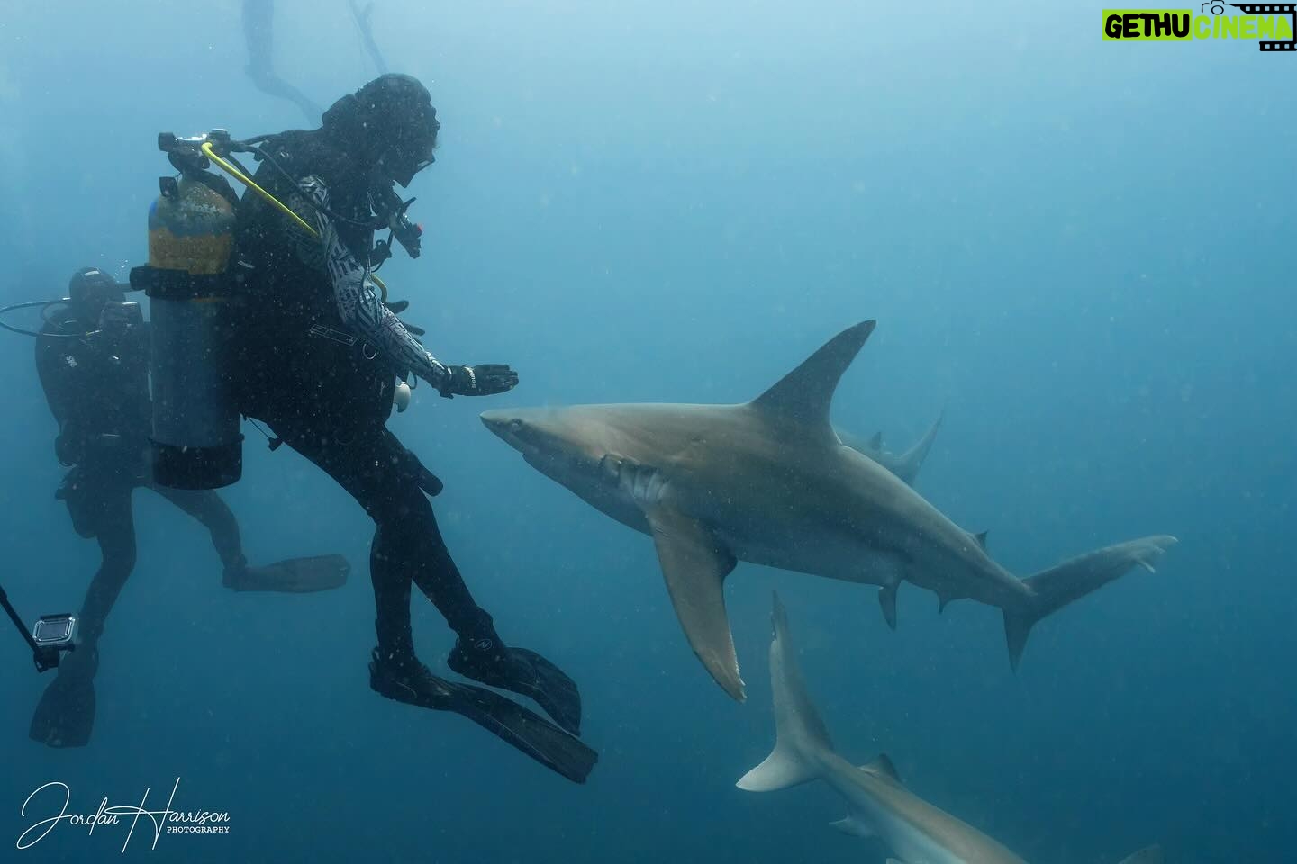 Ronni Hawk Instagram - Feeling so blessed that I was able to experience my first shark dive with @diveforcee Observing sharks in their natural habitat, was unforgettable🦈🩵