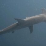 Ronni Hawk Instagram – Feeling so blessed that I was able to experience my first shark dive with @diveforcee Observing sharks in their natural habitat, was unforgettable🦈🩵