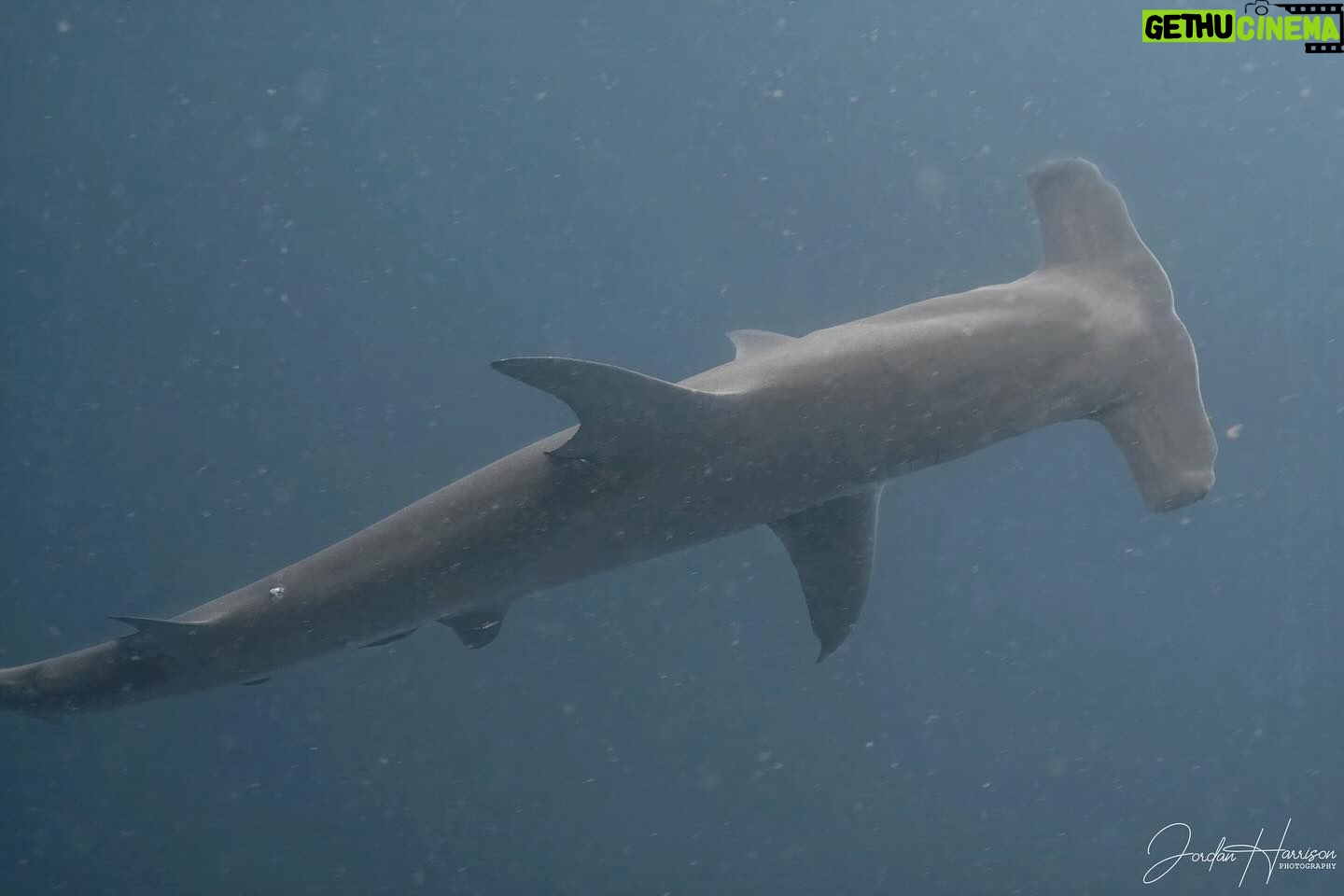 Ronni Hawk Instagram - Feeling so blessed that I was able to experience my first shark dive with @diveforcee Observing sharks in their natural habitat, was unforgettable🦈🩵