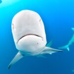Ronni Hawk Instagram – We had a fabulous day with the sharks 🦈 Thank you @ronnihawk for joining our Force-E group for some dives on @gung_ho_divers 📸 by @momentsintimephoto_underwater #sharks #sharkdiving #southflorida #scubalife