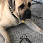 Rosa Blasi Instagram – Introducing the new line of @tomford chew toys 🤦🏽‍♀️ #notanad #notokay @bambamthemastiff