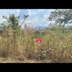 Rosamund Pike Instagram – In Battambang Province Cambodia, once again seeing with my own eyes the tireless efforts of teams of female deminers, working in swelteringly hot conditions protected by heavy, constrictive PPE, on uneven terrain. The undergrowth they have to clear to find the mines, remnants of wars over 30 years past, is dense, tangled and resistant. Many families live face to face with land still heavily contaminated with unexploded ordnance. The efforts of MAG are sensitive, expert, dedicated and inspiring. #proudambassador #landmines #cambodia