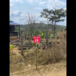 Rosamund Pike Instagram – In Battambang Province Cambodia, once again seeing with my own eyes the tireless efforts of teams of female deminers, working in swelteringly hot conditions protected by heavy, constrictive PPE, on uneven terrain. The undergrowth they have to clear to find the mines, remnants of wars over 30 years past, is dense, tangled and resistant. Many families live face to face with land still heavily contaminated with unexploded ordnance. The efforts of MAG are sensitive, expert, dedicated and inspiring. #proudambassador #landmines #cambodia
