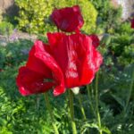 Rosamund Pike Instagram – Poppy dress for the wedding of a Poppy