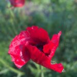 Rosamund Pike Instagram – Poppy dress for the wedding of a Poppy
