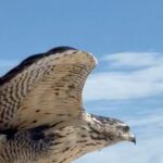 Rose McGowan Instagram - She came to me this morning to remind me who I am and what I am doing. Fly free! What is the best wild animal message you’ve received? 🇲🇽