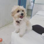 Rose McGowan Instagram - Pearl/Perlita and I tried living in a city for the last two months. Our spirits were dying. Pearl/Perlita has run free on the beach & jungle her entire life. I had to return her to her happy place. I could not stand to see her so sad. Today we have returned. For two months I tried to find a place to belong, a place to call home. Nothing fit. When you come from many places you are rootless, without a home or culture to call your own. This is both good and bad. To be a part of no memories, no ties, no bonds to people or home. I used to relate to the astronaut floating above the earth, on her own in the vast darkness and quiet of space. But then I realized I always saw the astronaut from above and it was then that I realized I am the universe. We are the universe. 🇲🇽🪐 Pearl / Perlita y yo hemos intentado vivir en una ciudad durante los últimos dos meses. Nuestros espíritus estaban muriendo. Pearl / Perlita ha corrido libre en la playa y en la jungla toda su vida. Tuve que devolverla a su feliz lugar. No podía soportar verla tan triste. Hoy hemos vuelto. Durante dos meses traté de encontrar un lugar al que pertenecer, un lugar al que llamar hogar. Nada encajaba. Cuando vienes de muchos lugares, estás desarraigado, sin un hogar ni una cultura que puedas llamar tuya. Esto es bueno y malo. Formar parte de sin recuerdos, sin ataduras, sin ataduras con las personas ni con el hogar. Solía ​​asociarme con el astronauta flotando sobre la tierra, solo con ella en la vasta oscuridad y tranquilidad del espacio. Pero luego me di cuenta de que siempre veía al astronauta desde arriba y fue entonces cuando me di cuenta de que yo soy el universo. Somos el universo.