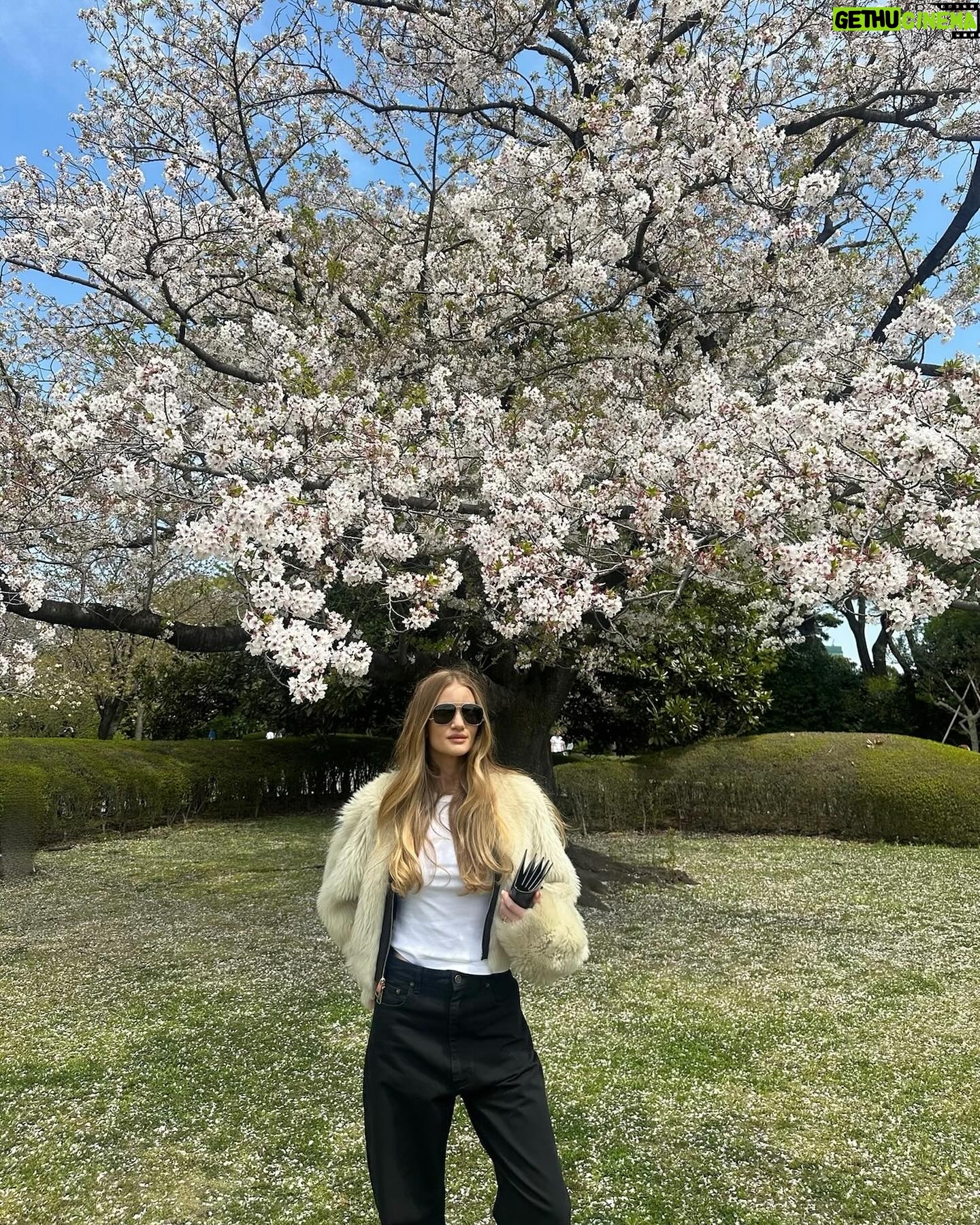 Rosie Huntington-Whiteley Instagram - Cherry Blossom SZN