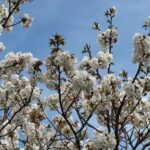 Rosie Huntington-Whiteley Instagram - Cherry Blossom SZN