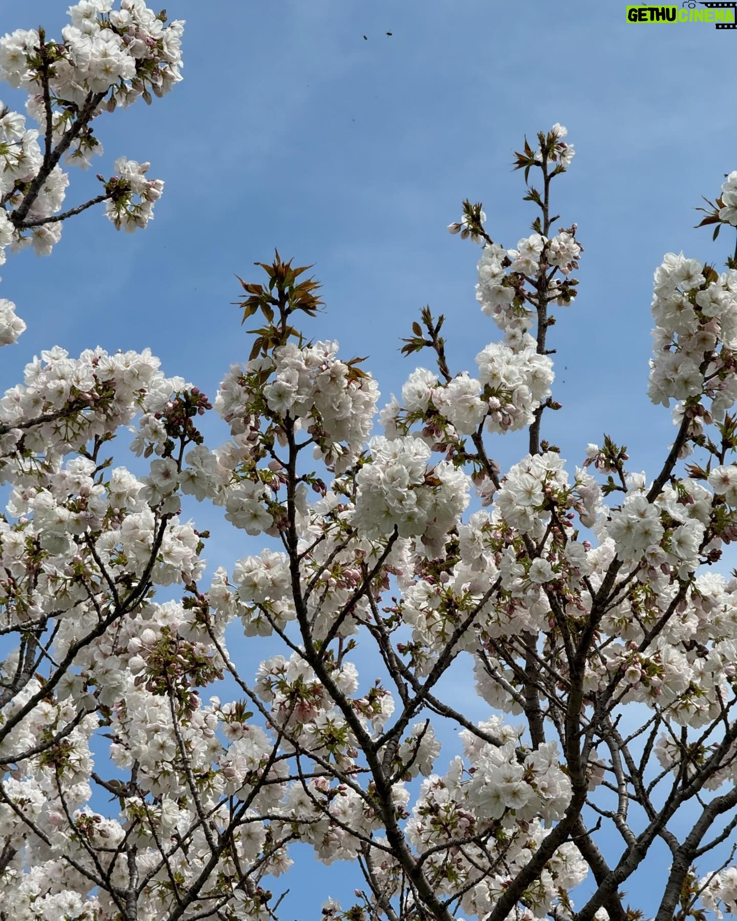 Rosie Huntington-Whiteley Instagram - Cherry Blossom SZN
