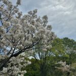 Rosie Huntington-Whiteley Instagram - Cherry Blossom SZN