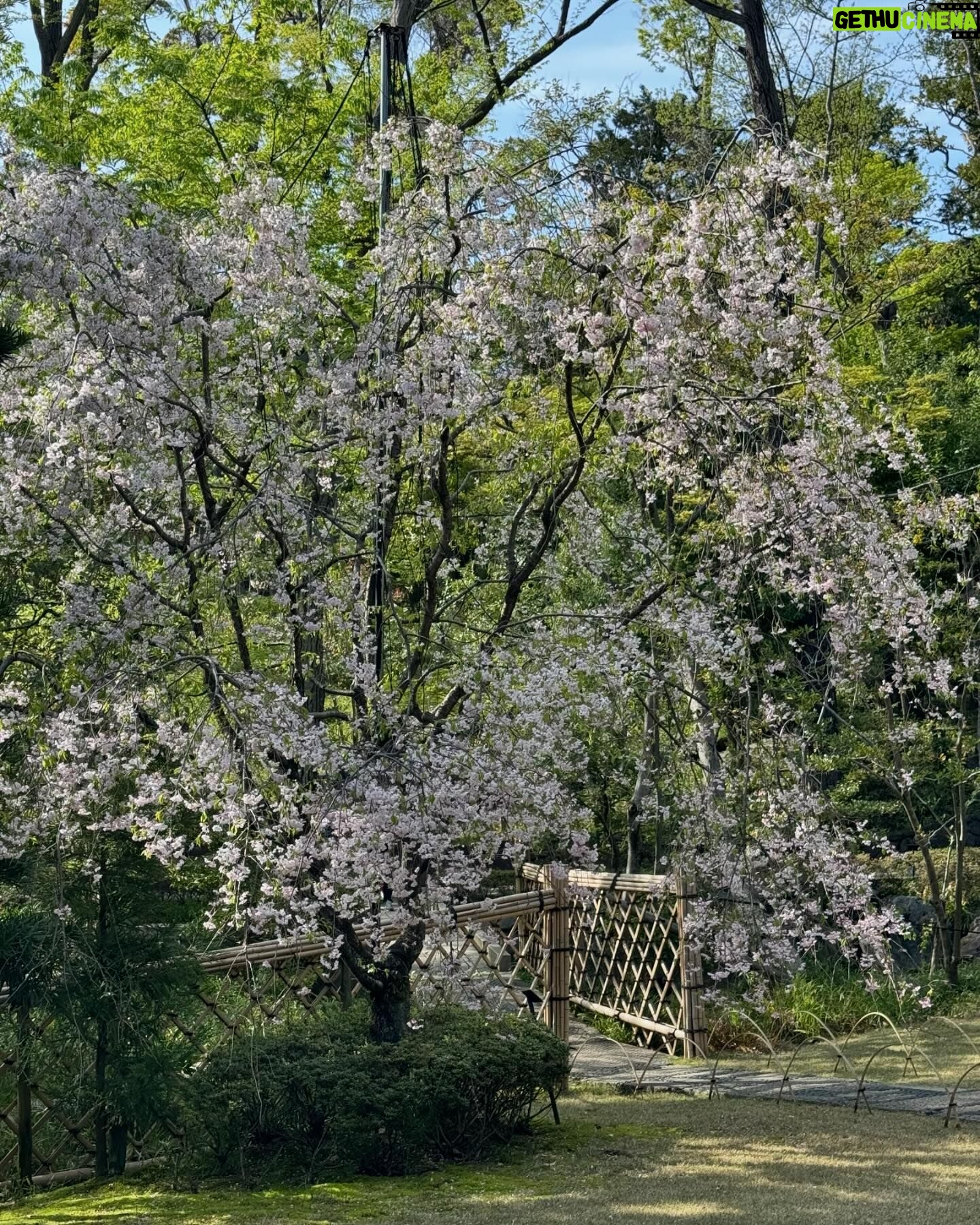 Rosie Huntington-Whiteley Instagram - Cherry Blossom SZN