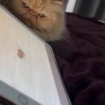 Roxana Castellanos Instagram - Mi Laia 🦁…. Lo que te Amo 💕 Su susto con el ratón al final 😹😹😹😹😹😹😹😹