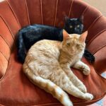 Russell Brand Instagram – what are yours up to this #caturday