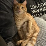Russell Brand Instagram – March dump except it’s all animals🐾