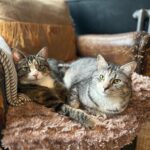 Russell Brand Instagram – March dump except it’s all animals🐾