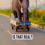 Russell Brand Instagram - Is this a real elephant 🐘?!