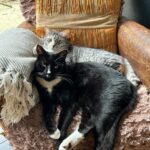 Russell Brand Instagram – March dump except it’s all animals🐾