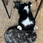 Russell Brand Instagram – March dump except it’s all animals🐾