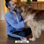 Russell Brand Instagram - A little bit of dog therapy… 🐾