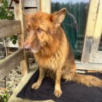 Russell Brand Instagram – March dump except it’s all animals🐾