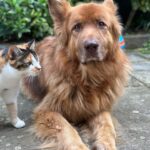 Russell Brand Instagram - Caption this interaction😂🐕🐈 #germanshepherd #dogsofinstagram #caturday