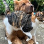 Russell Brand Instagram - Caption this interaction😂🐕🐈 #germanshepherd #dogsofinstagram #caturday