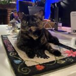 Russell Brand Instagram - THANK YOU Susan! Me and Bear love it… AND Haku AND Elio couldn’t wait for it to get out the box.
