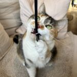 Russell Brand Instagram - Wonderfully disobedient ❤️ #catlove
