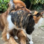 Russell Brand Instagram - Caption this interaction😂🐕🐈 #germanshepherd #dogsofinstagram #caturday