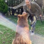 Russell Brand Instagram - Foraging, vapour and impermanence... what are you thinking about this morning? #dog #morning #coldplunge