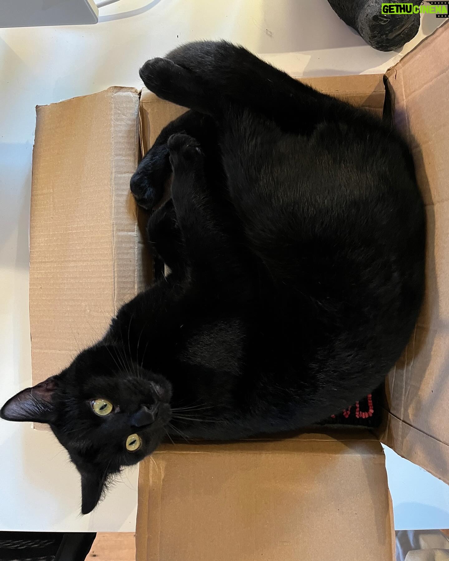 Russell Brand Instagram - THANK YOU Susan! Me and Bear love it… AND Haku AND Elio couldn’t wait for it to get out the box.