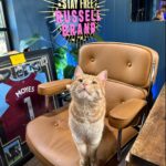 Russell Brand Instagram - Proud of himself for getting into the studio (cat hair not allowed)