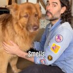Russell Brand Instagram - Gratitude: the secret to wellness? Or self-hypnosis? What are YOU grateful for?! #gratitude